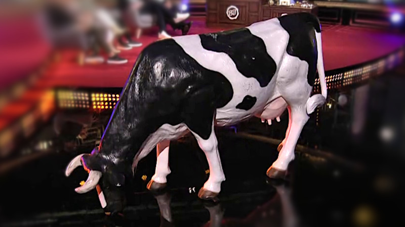 Image of the prize in this episode: the fibreglass cow from the ‘Bring the cow to the pool’ task.