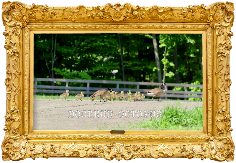 Image of family of geese crossing a gravel road, with the episode title, 'Docteur Octopus' ['Doctor Octopus'], superimposed on it.