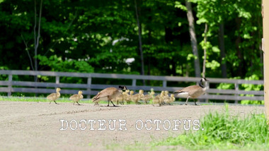 Image of family of geese crossing a gravel road, with the episode title, 'Docteur Octopus' ['Doctor Octopus'], superimposed on it.