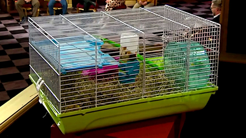 Image of the prize in this episode: a hamster cage containing a hamster named Little Hanne.