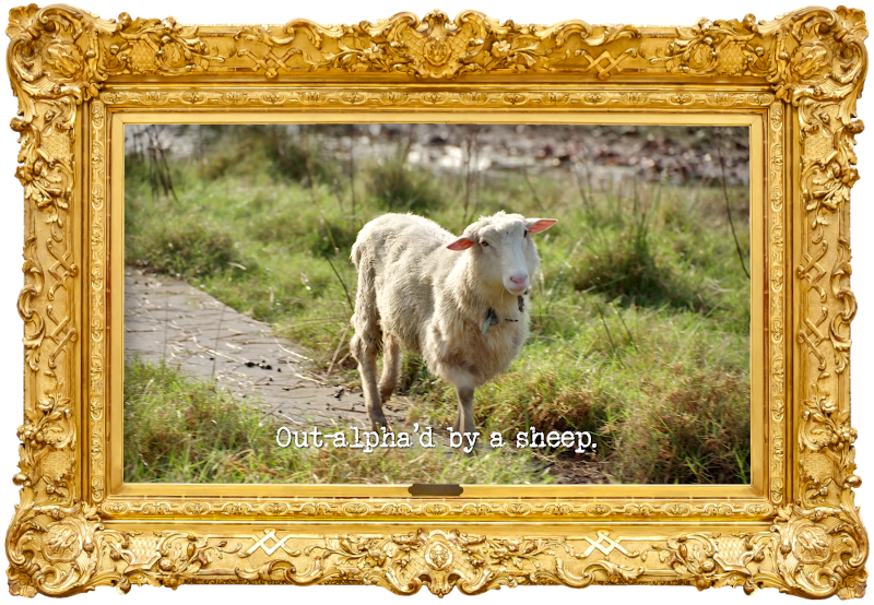 Image of a sheep in a field (a reference to Peter Helliar’s attempt at the ‘Perform a country song about a taxi driver’s day’ task), with the episode title, ‘Out-alpha’d by a sheep’, superimposed on it.