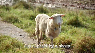 Image of a sheep in a field (a reference to Peter Helliar’s attempt at the ‘Perform a country song about a taxi driver’s day’ task), with the episode title, ‘Out-alpha’d by a sheep’, superimposed on it.