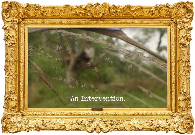 Image of a web full of spiders, strung between vegetation (presumably a reference to Madeleine's submission to the 'The worst thing to show the Taskmaster' task), with the episode title, 'An intervention', superimposed on it.