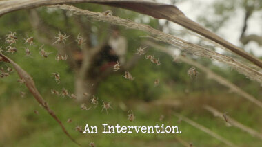 Image of a web full of spiders, strung between vegetation (presumably a reference to Madeleine's submission to the 'The worst thing to show the Taskmaster' task), with the episode title, 'An intervention', superimposed on it.