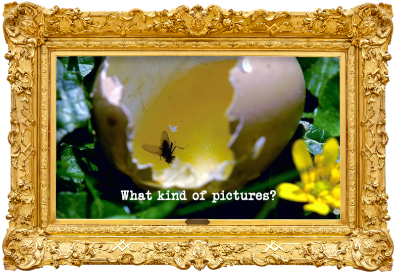 Image of a cracked egg shell with a fly inside it, lying in some undergrowth (a reference to Tim Vine's attempt at the 'Put something surprising inside a chocolate egg' task), with the episode title, 'What kind of pictures?', superimposed on it.