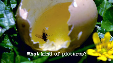 Image of a cracked egg shell with a fly inside it, lying in some undergrowth (a reference to Tim Vine's attempt at the 'Put something surprising inside a chocolate egg' task), with the episode title, 'What kind of pictures?', superimposed on it.