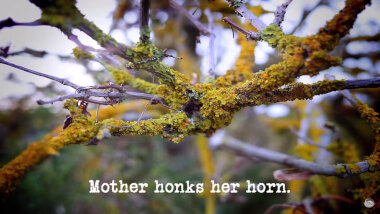 Image of a lichen-covered tree branch (presumably taken on location in the woods, during the 'Poke something unexpected through the hole' task), with the episode title, 'Mother honks her horn', superimposed on it.
