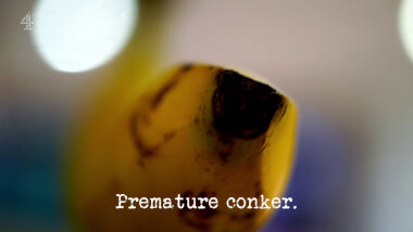 Image of the end of a banana (a reference to the 'Get all of the banana in the bottle' task), with the episode title, 'Premature conker', superimposed on it.
