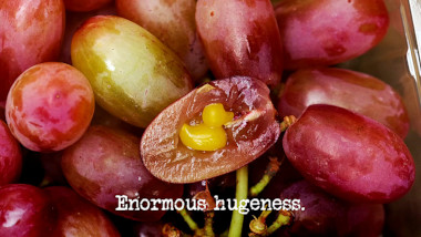 Image of a bunch of grapes, with one cut open to reveal a tiny rubber duck inside (a reference to both the 'Put five grapes in the little bowl' task, and the 'Sort the ducks and the socks' task), with the episode title, 'Enormous hugeness', superimposed on it.