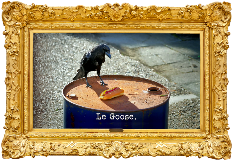 Photo of a crow standing on the edge of an oil drum, looking at a hot dog (presumably referencing Andy Zaltzman's decision to wear his hotdog costume during this episode?), with the episode title, 'Le goose', superimposed on it.