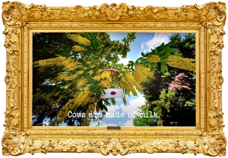 Photo looking up at a task brief attached to a small pink umbrella, hanging from the foliage of a flowering laburnum tree (referencing the 'Take the most surprising thing out of this bag' task), with the episode title, 'Cows are made of milk', superimposed on it.