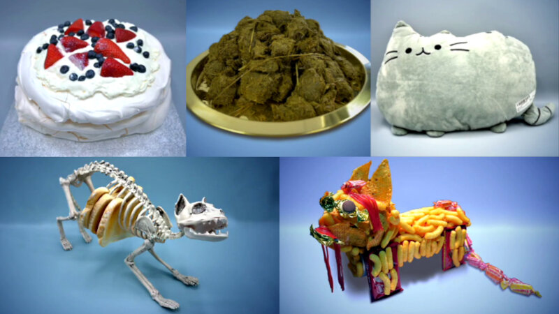 Image of the pool of prize submissions submitted by the contestants in the 'The most pleasing cat-sized thing' task.