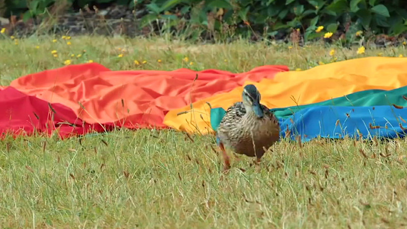 A duck strutting in front of five coloured capes.